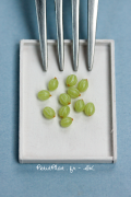 comida-em-miniatura 31 lista